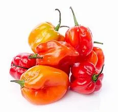 FRESH HABANERO PEPPERS