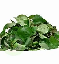 FRESH UZIZA LEAVES/per lb